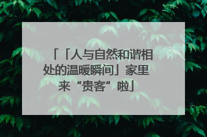 「人与自然和谐相处的温暖瞬间」家里来“贵客”啦