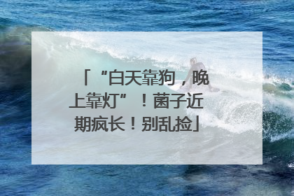 “白天靠狗，晚上靠灯”！菌子近期疯长！别乱捡