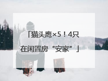 猫头鹰×5！4只在闲置房“安家”