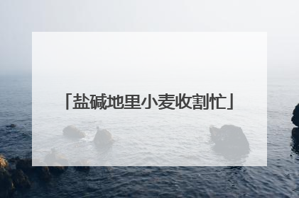 盐碱地里小麦收割忙