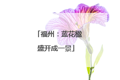 福州：蓝花楹盛开成一景