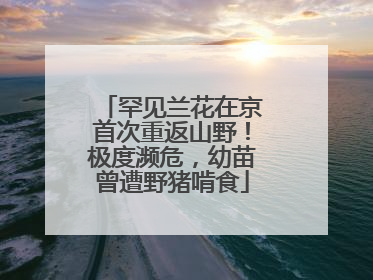 罕见兰花在京首次重返山野！极度濒危，幼苗曾遭野猪啃食
