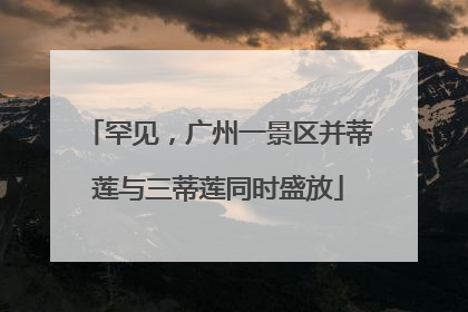 罕见，广州一景区并蒂莲与三蒂莲同时盛放
