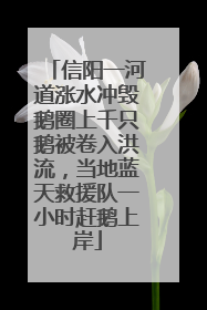 信阳一河道涨水冲毁鹅圈上千只鹅被卷入洪流，当地蓝天救援队一小时赶鹅上岸