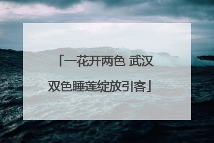 一花开两色 武汉双色睡莲绽放引客
