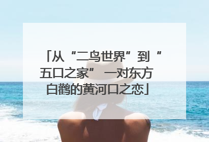 从“二鸟世界”到“五口之家” 一对东方白鹳的黄河口之恋
