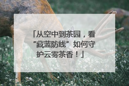从空中到茶园，看“藏蓝防线”如何守护云雾茶香！