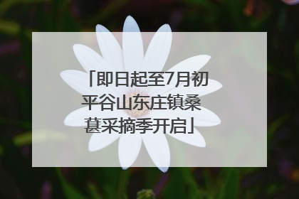 即日起至7月初 平谷山东庄镇桑葚采摘季开启