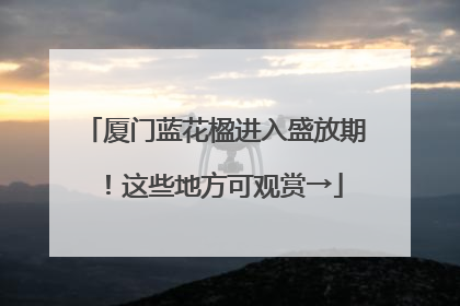 厦门蓝花楹进入盛放期！这些地方可观赏→
