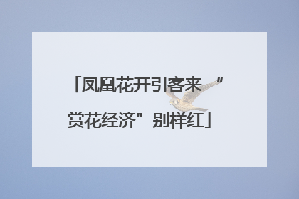 凤凰花开引客来 “赏花经济”别样红