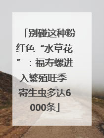别碰这种粉红色“水草花”：福寿螺进入繁殖旺季 寄生虫多达6000条