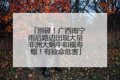 别碰！广西南宁雨后路边出现大量非洲大蜗牛和福寿螺！有致命危害