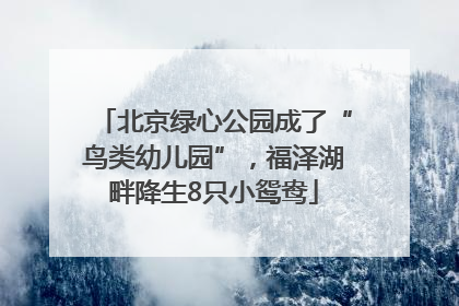 北京绿心公园成了“鸟类幼儿园”，福泽湖畔降生8只小鸳鸯