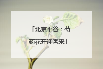 北京平谷：芍药花开迎客来