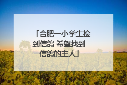 合肥一小学生捡到信鸽 希望找到信鸽的主人