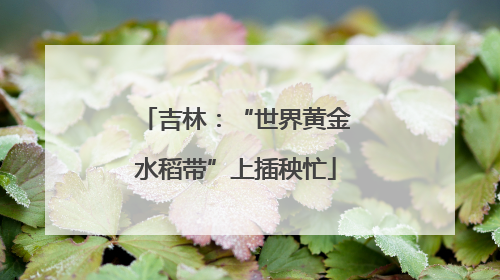 吉林：“世界黄金水稻带”上插秧忙