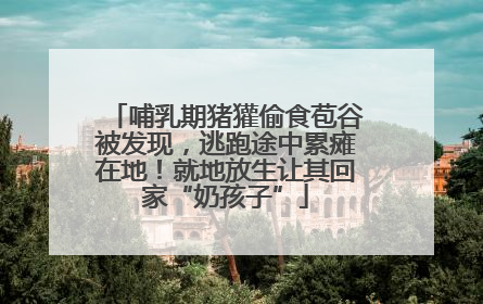 哺乳期猪獾偷食苞谷被发现，逃跑途中累瘫在地！就地放生让其回家“奶孩子”
