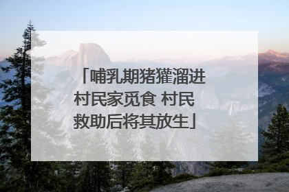哺乳期猪獾溜进村民家觅食 村民救助后将其放生
