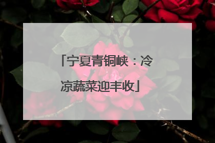 宁夏青铜峡：冷凉蔬菜迎丰收