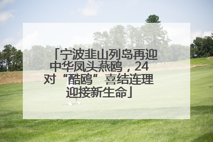 宁波韭山列岛再迎中华凤头燕鸥,24对“酷鸥”喜结连理迎接新生命