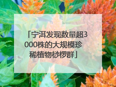 宁洱发现数量超3000株的大规模珍稀植物桫椤群