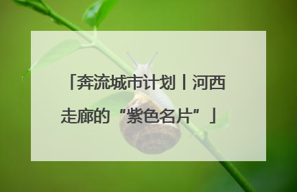 奔流城市计划丨河西走廊的“紫色名片”