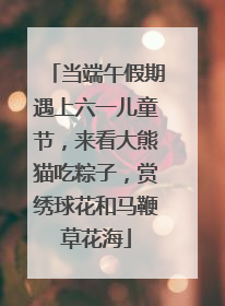 当端午假期遇上六一儿童节，来看大熊猫吃粽子，赏绣球花和马鞭草花海