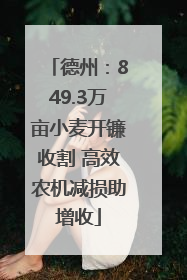 德州：849.3万亩小麦开镰收割 高效农机减损助增收