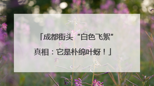 成都街头“白色飞絮”真相：它是朴绵叶蚜！