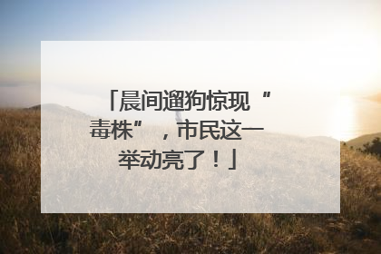 晨间遛狗惊现“毒株”，市民这一举动亮了！