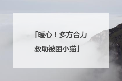 暖心！多方合力救助被困小猫