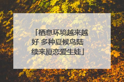 栖息环境越来越好 多种夏候鸟陆续来厦恋爱生娃