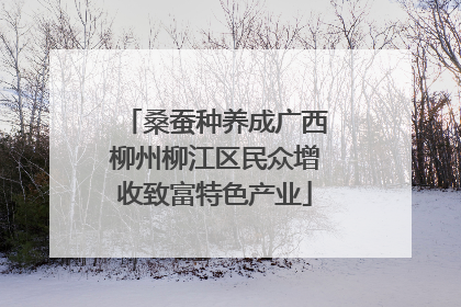 桑蚕种养成广西柳州柳江区民众增收致富特色产业