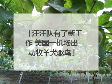 汪汪队有了新工作 美国一机场出动牧羊犬驱鸟