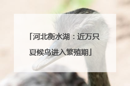 河北衡水湖：近万只夏候鸟进入繁殖期