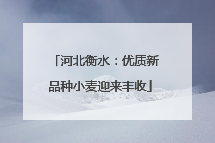 河北衡水：优质新品种小麦迎来丰收