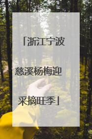 浙江宁波慈溪杨梅迎采摘旺季