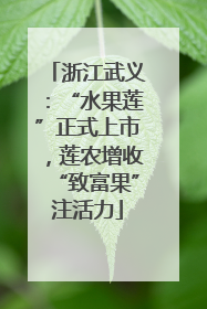 浙江武义：“水果莲”正式上市，莲农增收“致富果”注活力