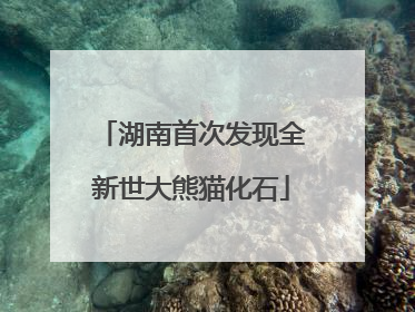 湖南首次发现全新世大熊猫化石
