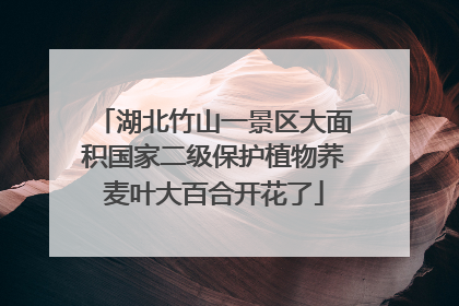 湖北竹山一景区大面积国家二级保护植物荞麦叶大百合开花了