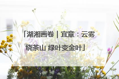 湖湘画卷｜宜章：云雾绕茶山 绿叶变金叶