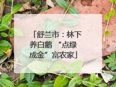 舒兰市：林下养白鹅 “点绿成金”富农家