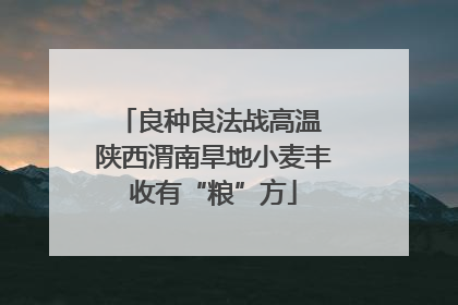 良种良法战高温 陕西渭南旱地小麦丰收有“粮”方