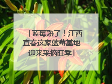 蓝莓熟了！江西宜春这家蓝莓基地迎来采摘旺季