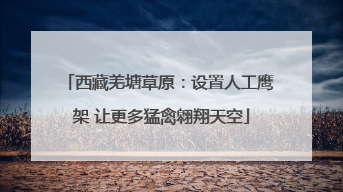 西藏羌塘草原：设置人工鹰架 让更多猛禽翱翔天空