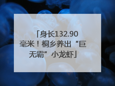 身长132.90毫米！桐乡养出“巨无霸”小龙虾
