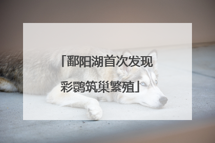 鄱阳湖首次发现彩鹮筑巢繁殖