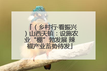 （乡村行·看振兴）山西天镇：设施农业“棚”勃发展 辣椒产业蓄势待发